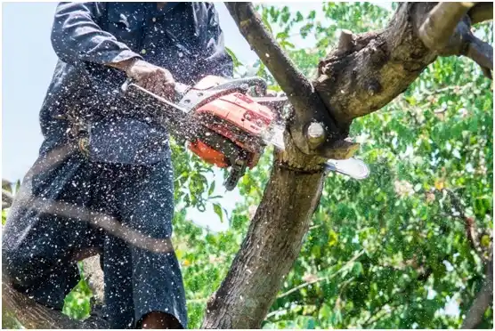 tree services Reynolds Heights